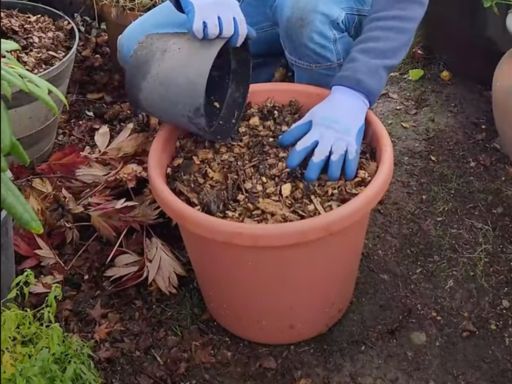 Mulching Perennials: Herbaceous vs Hardwood