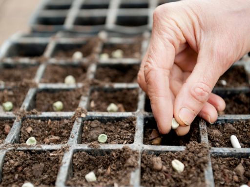 Seed Starting 101