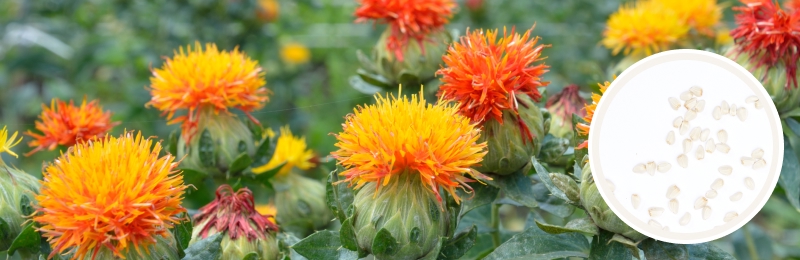 Safflower Seeds