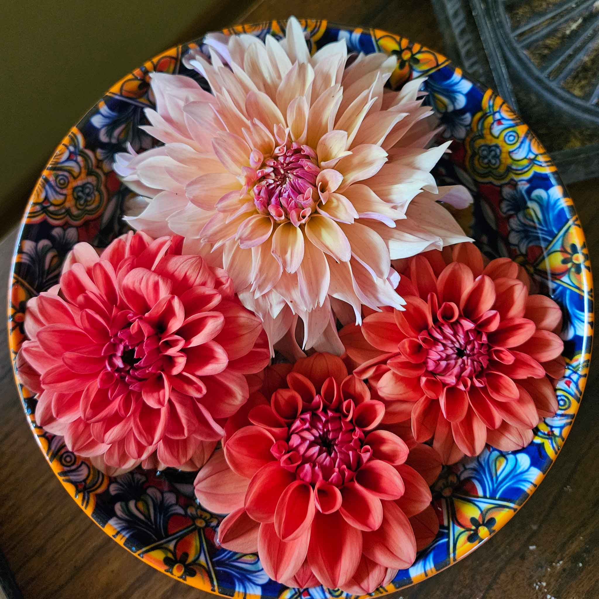 My dahlias