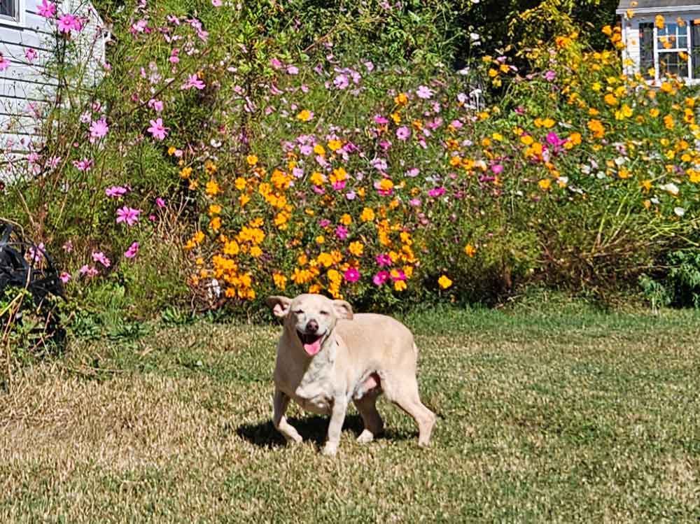 Cosmos and va wildflower garden