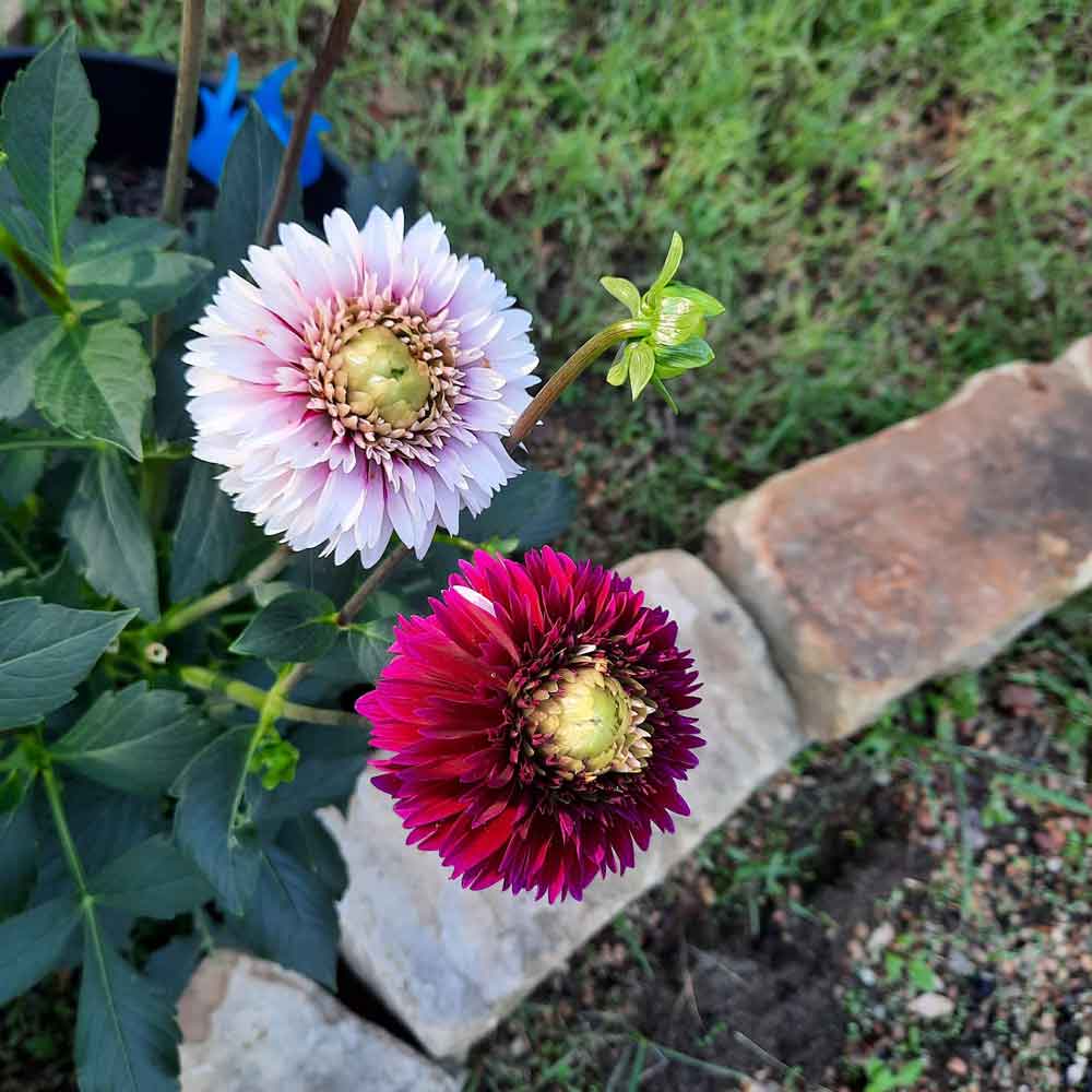 My dahlias!