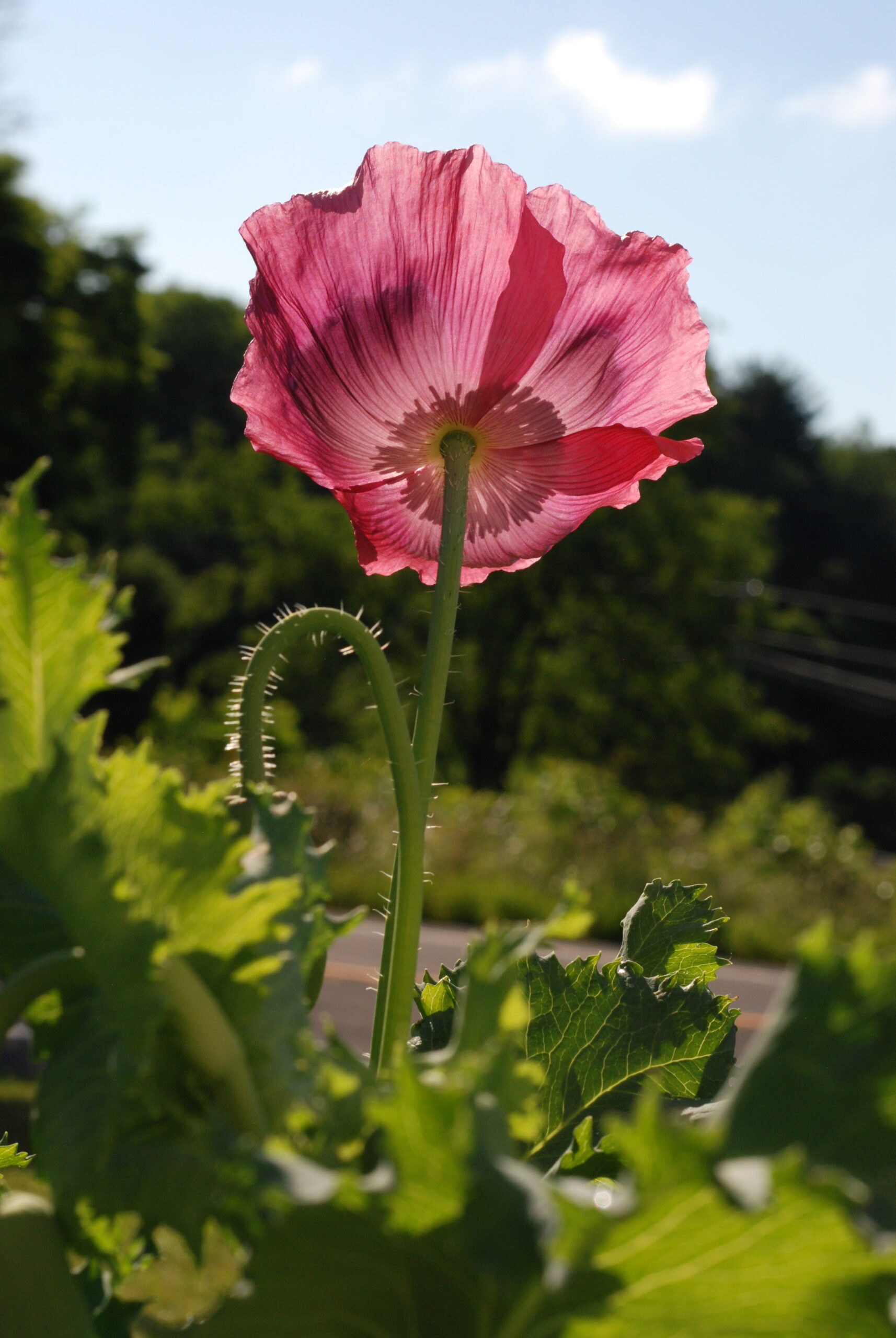 Poppy filled with Hope!