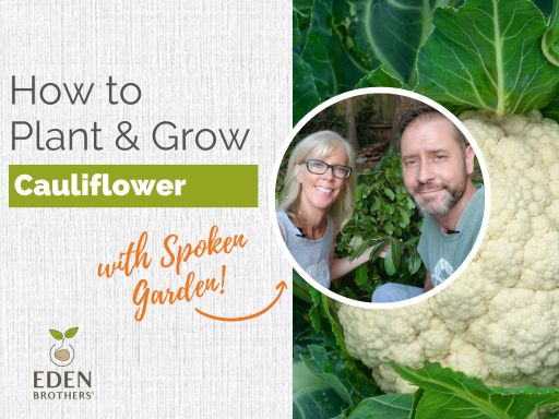 How to Plant and Grow Cauliflower from Seed