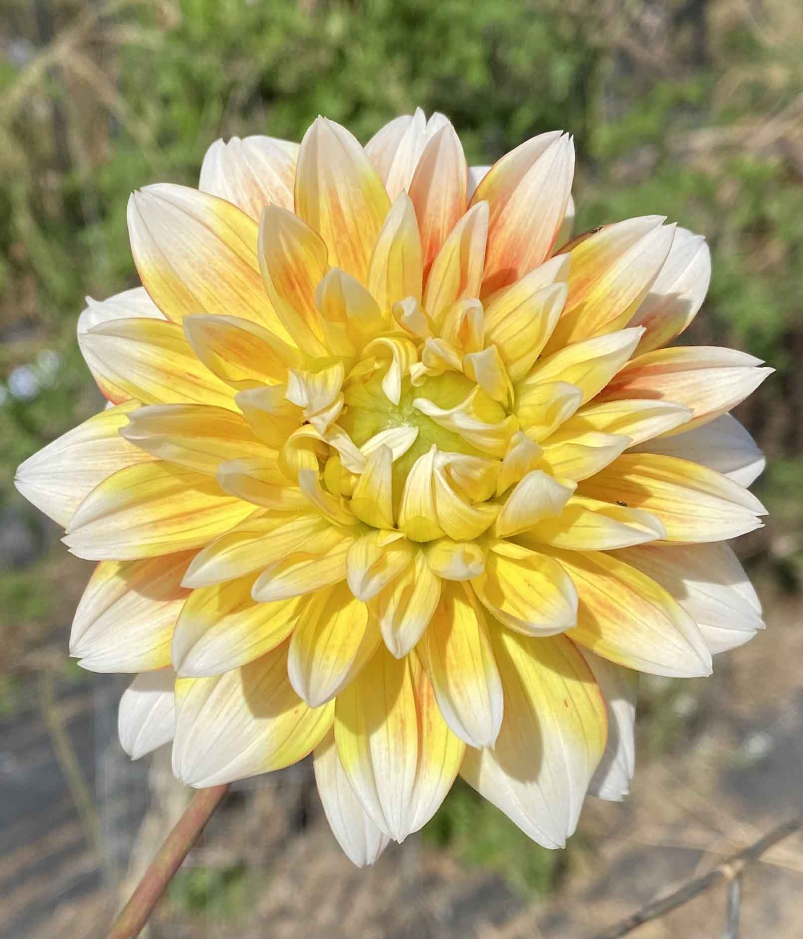 Dahlia in memory of a loved one