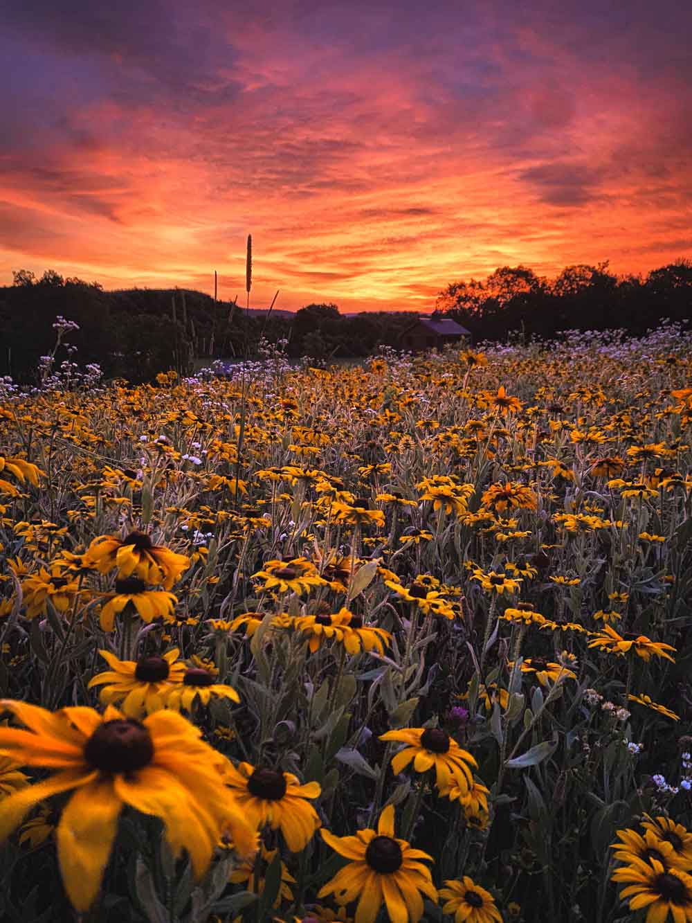 Black eyed Susan wildflower field