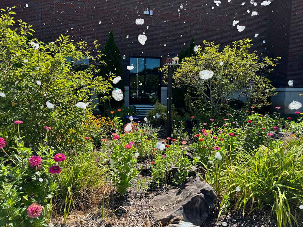 The Jefferson Public Library’s Front Garden, filled with zinnias.