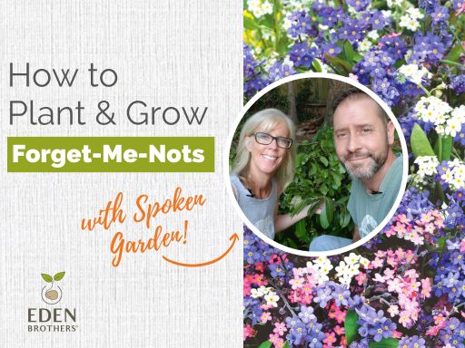 How to Plant and Grow Forget-Me-Nots from Seed