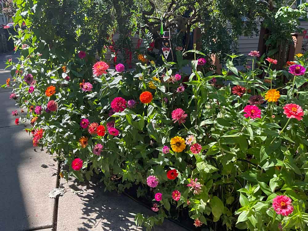 My little garden of zinnias