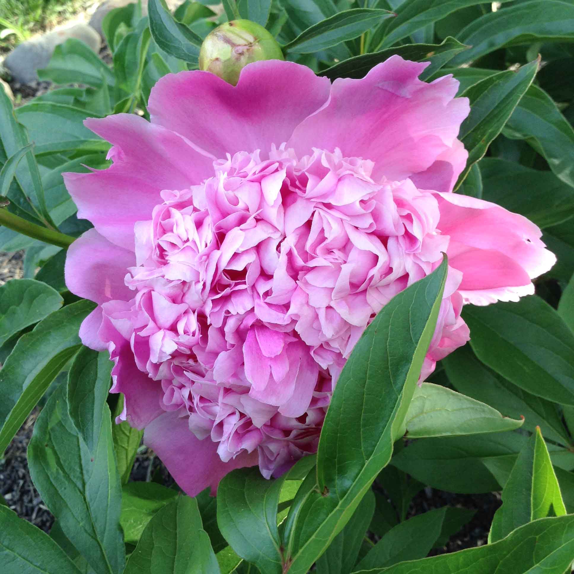 Our lovely Peonies