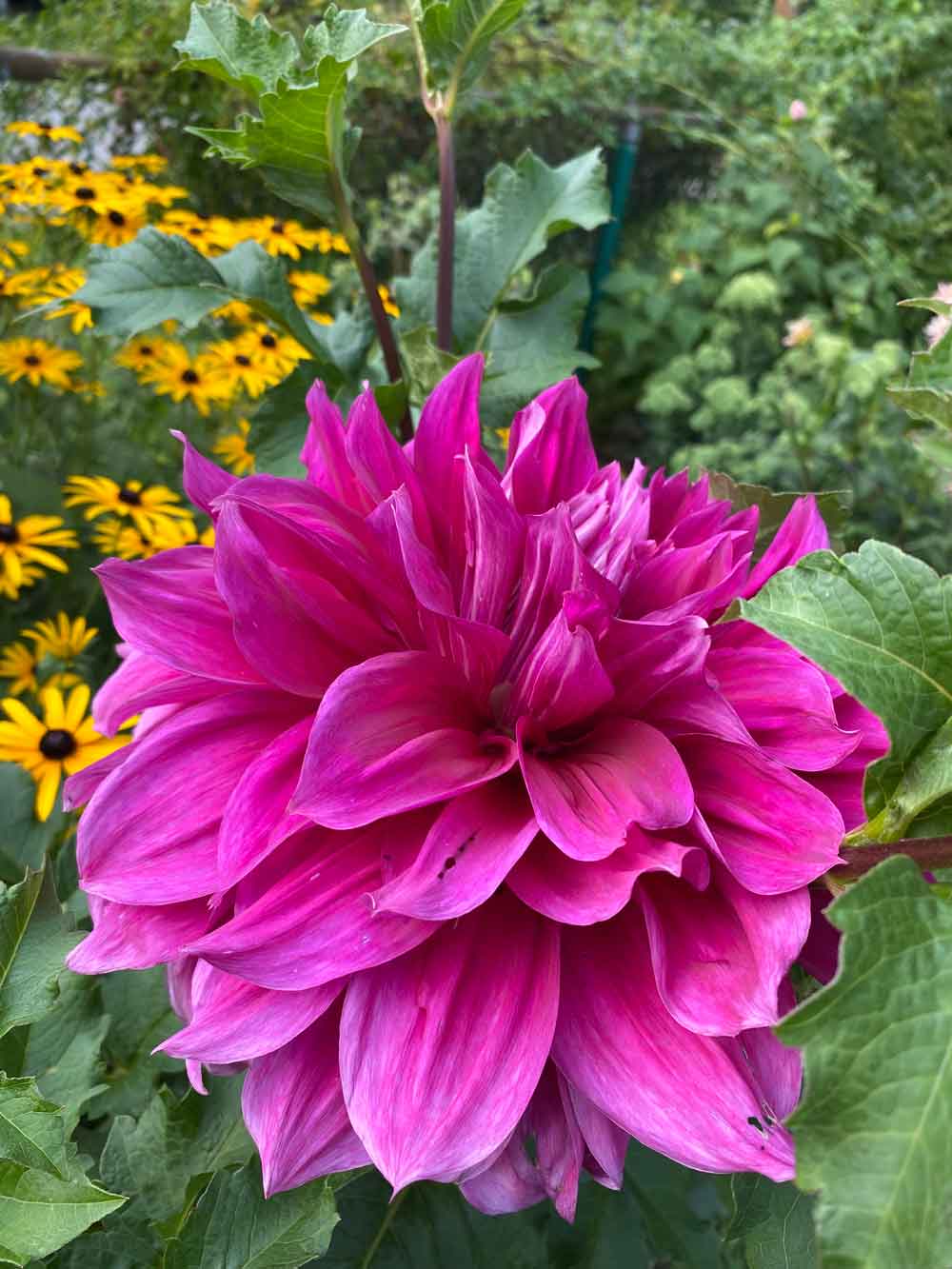 Dahlia and Blackeyed Susan