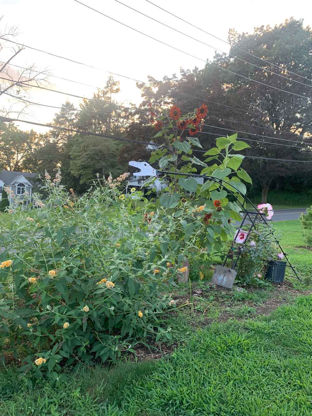 Front yard flower bed