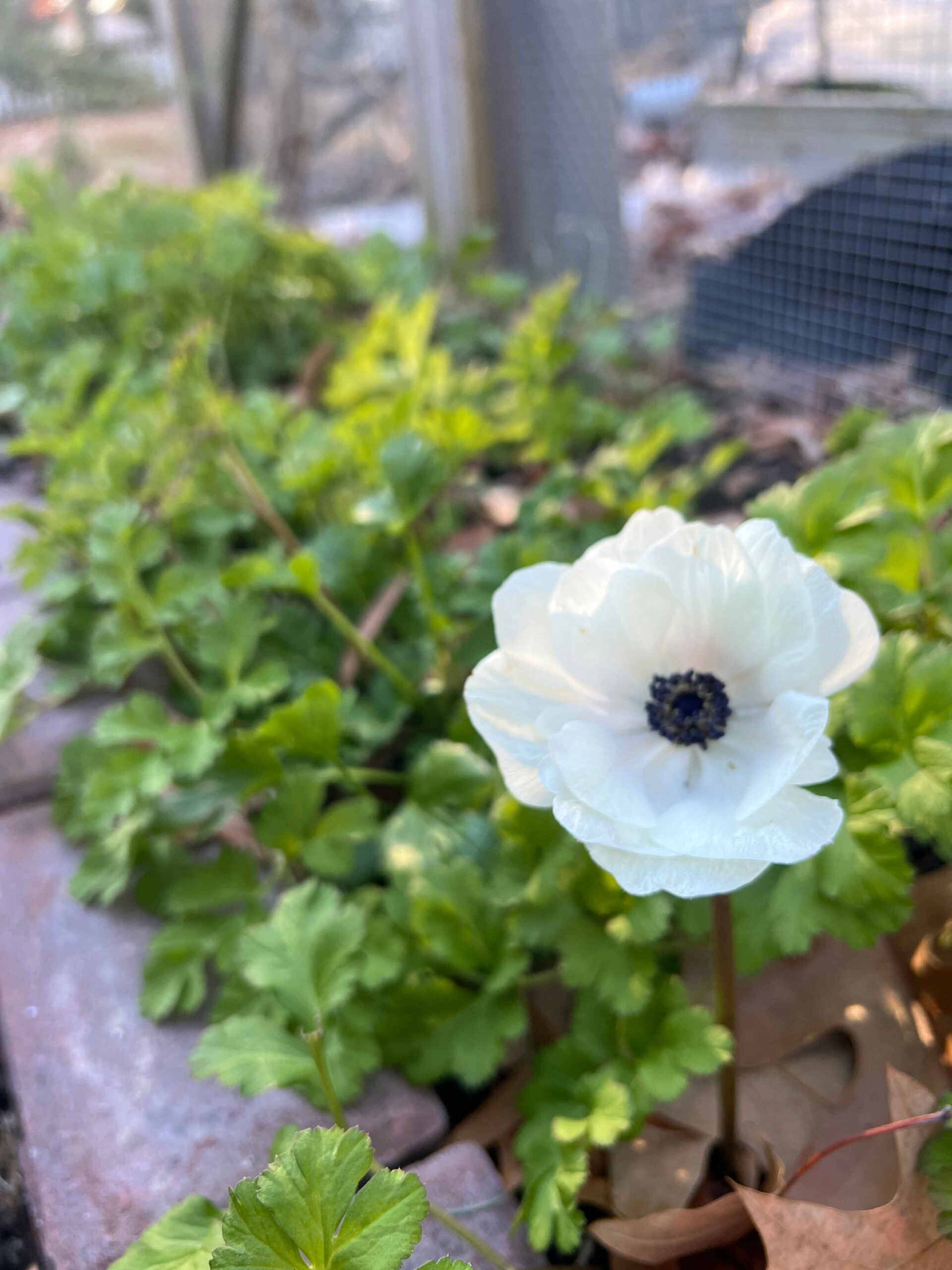 New year anemone