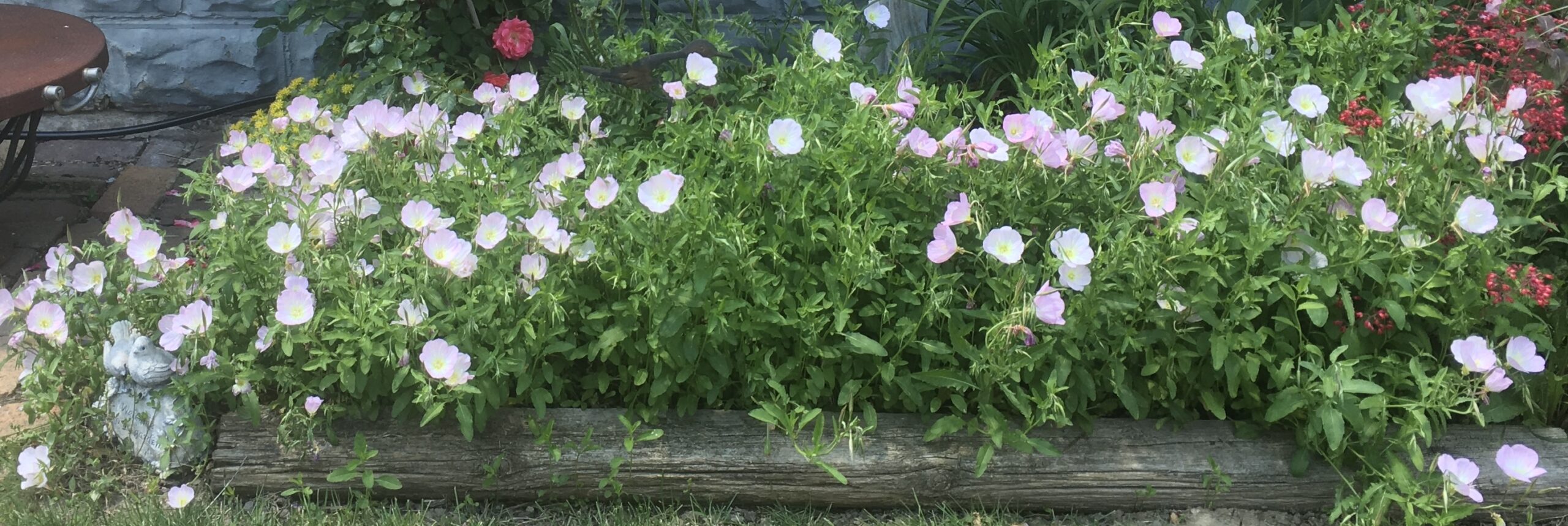 Showy Evening Primrose