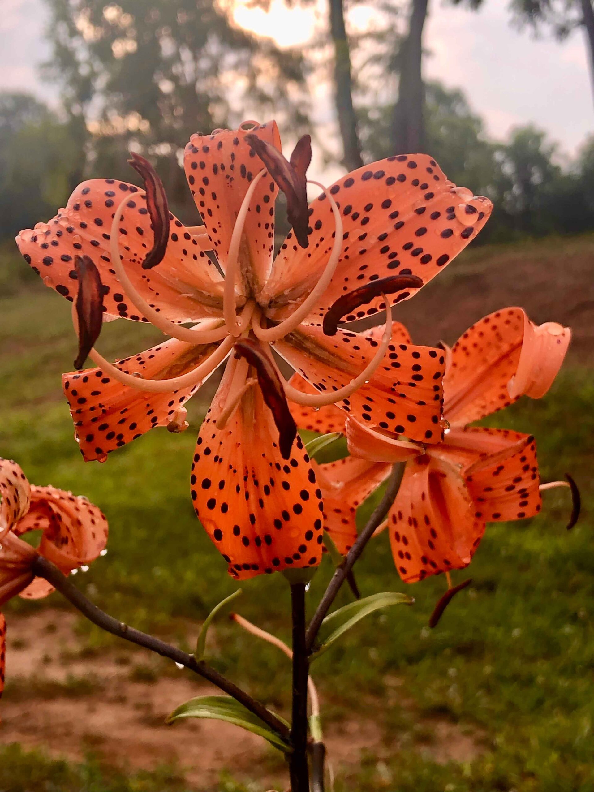 My Turks Cap Lillies