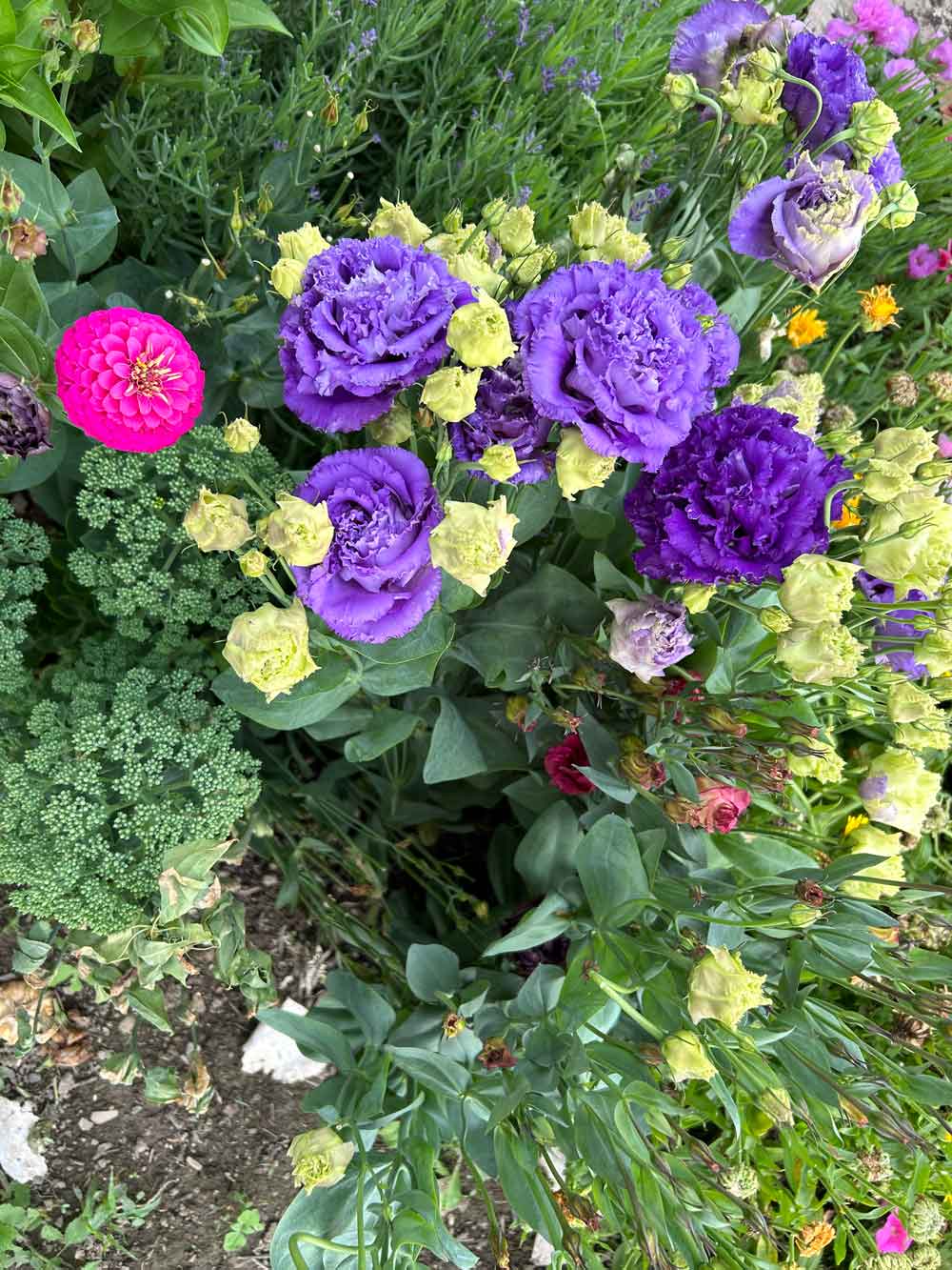 Zinnia and lisianthus