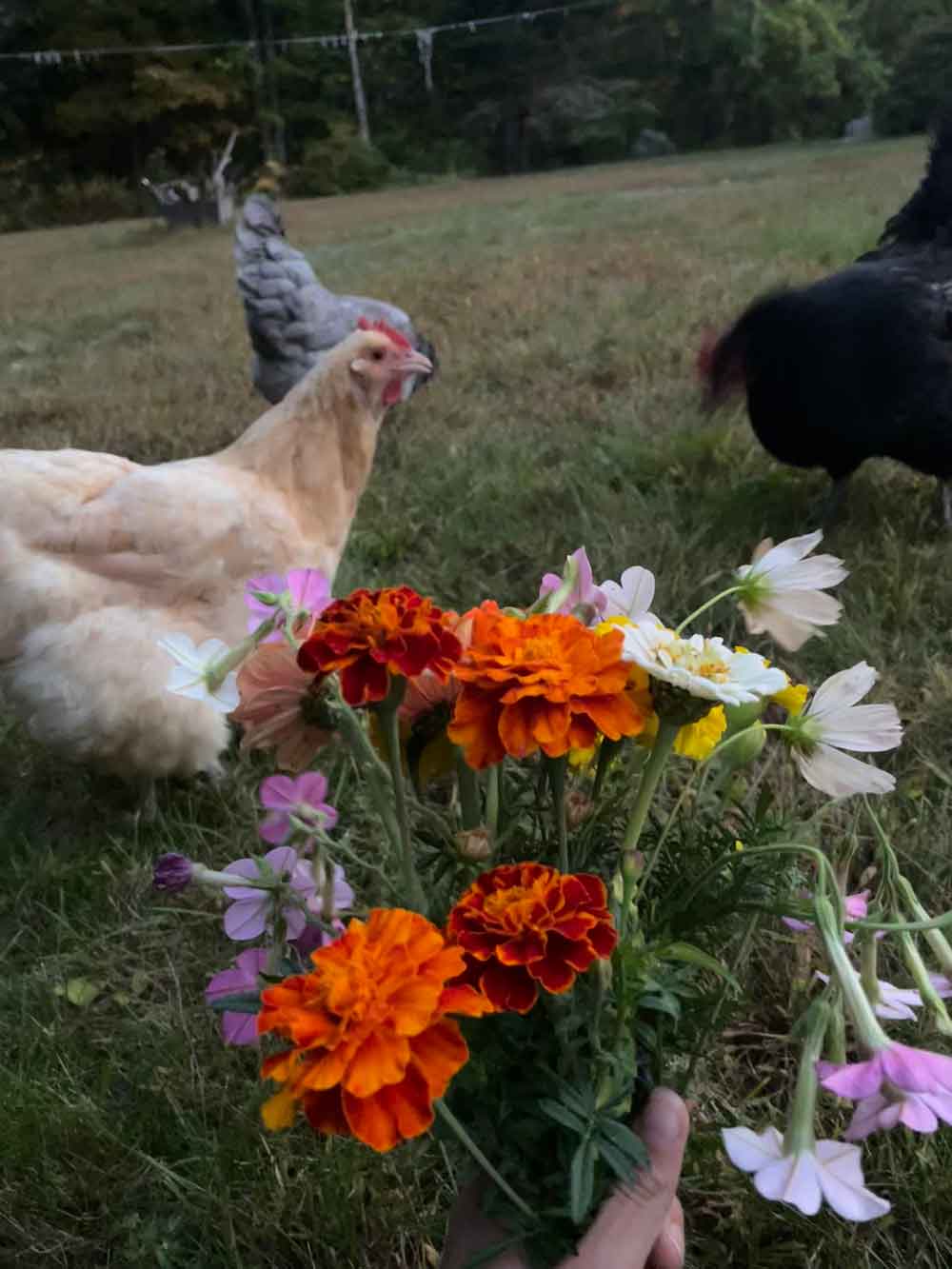 a bouquet for my garden crew