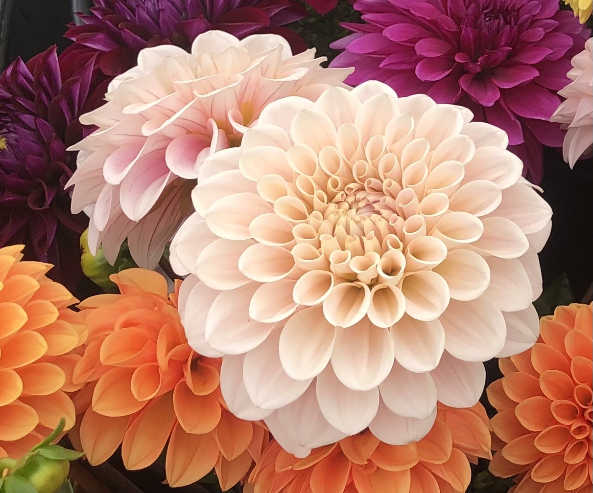 WaterLily Dahlia