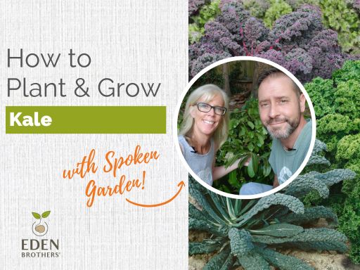 How to Plant and Grow Kale from Seed