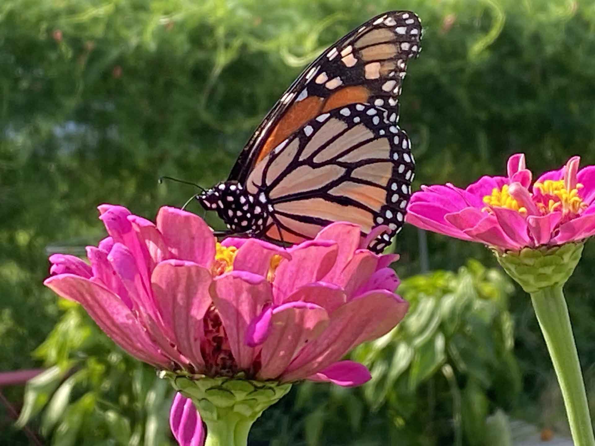 Monarch on a zinnia