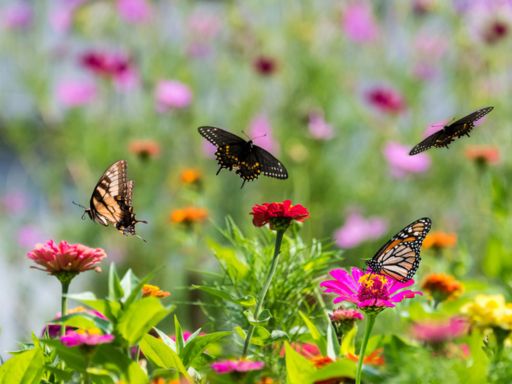 How to Attract Pollinators to Your Garden