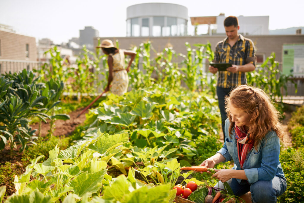 A woman squatting near the ground harvesting carrots in a lush green garden with a basket of other vegetables by her. Two other people in the middleground working in the garden, and blurred buildings in the background.