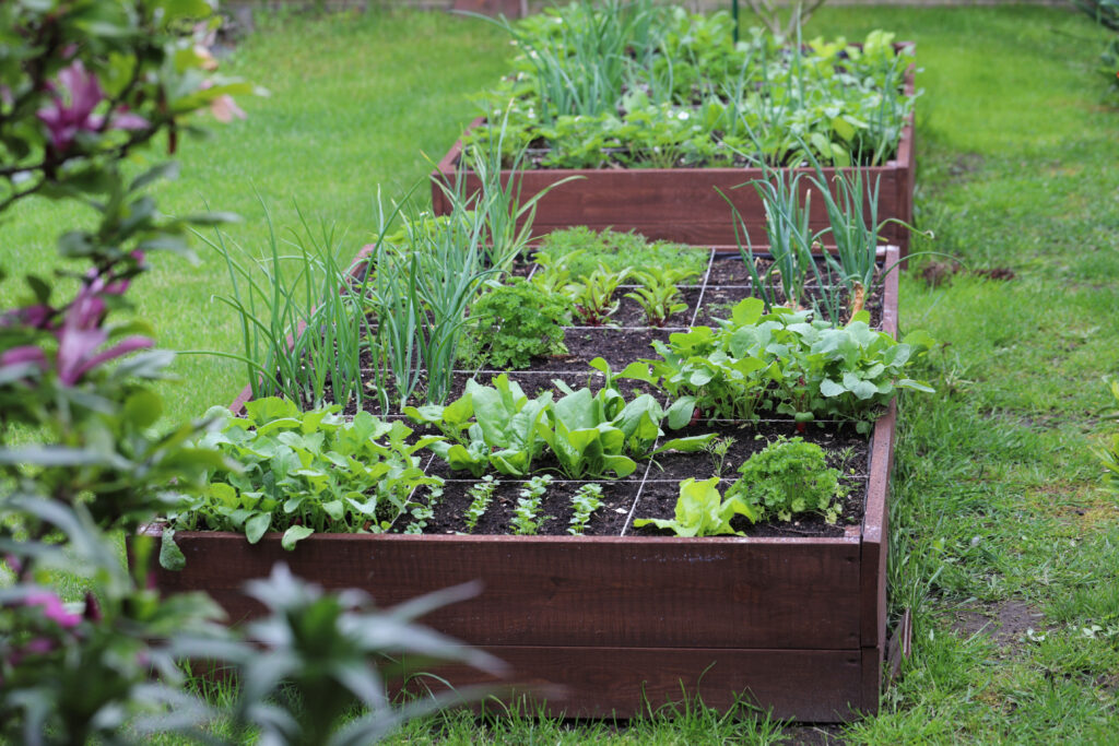 raised garden bed with a variety of bright green plants sprouting in squared off sections of the raised bed