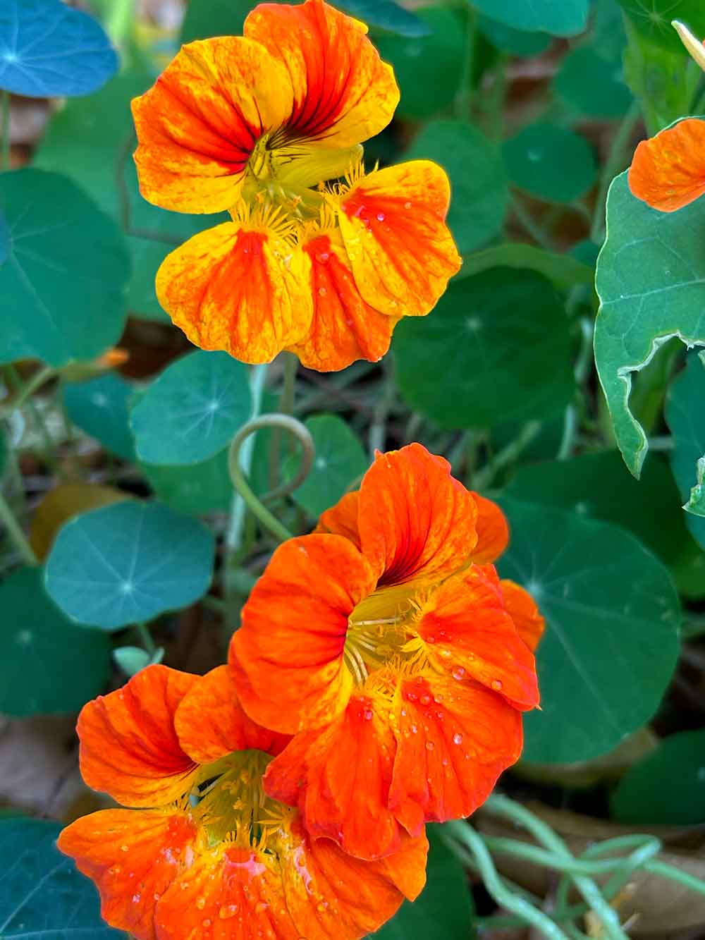 nasturtiums in my yard-late fall