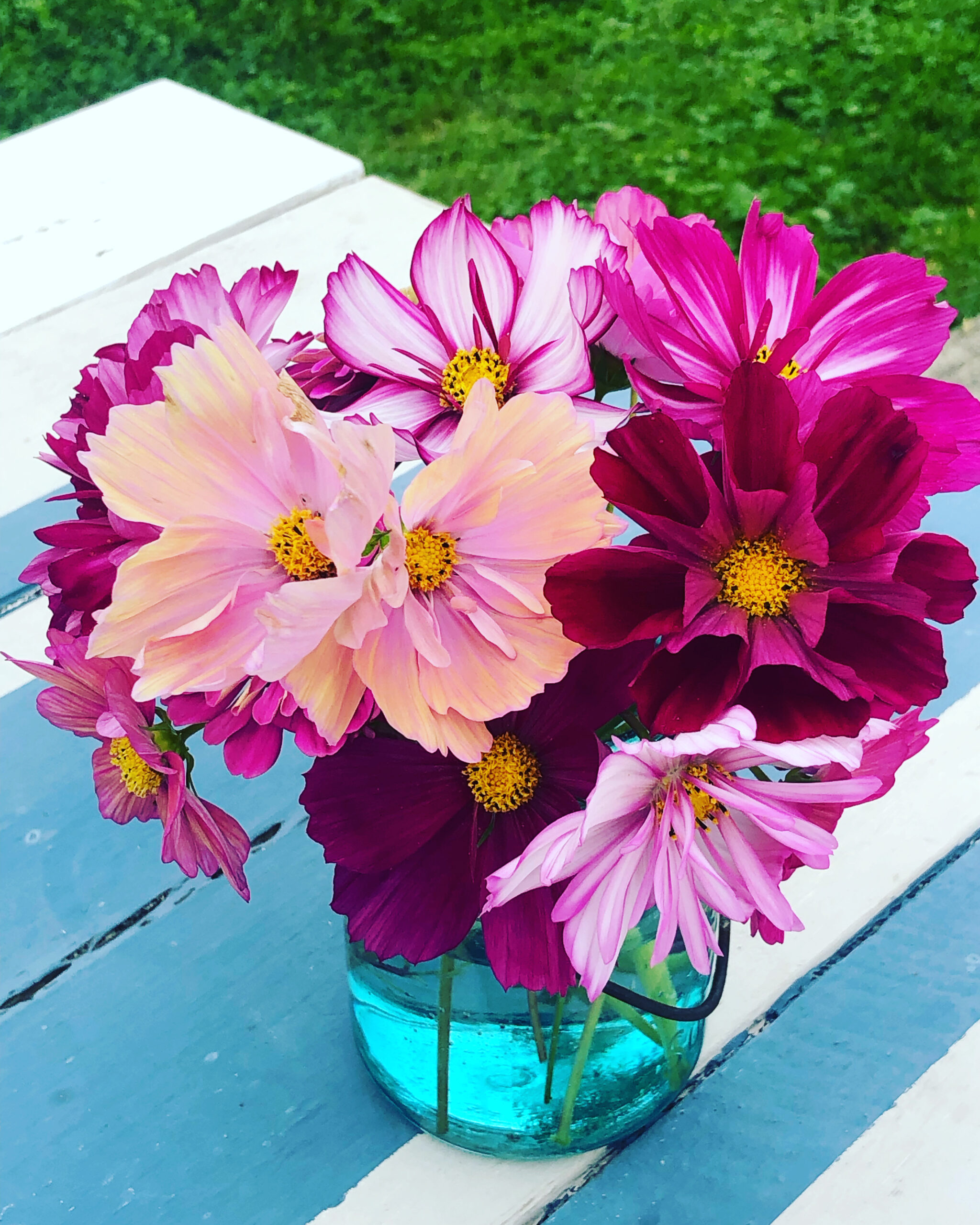 Fresh cut cosmos