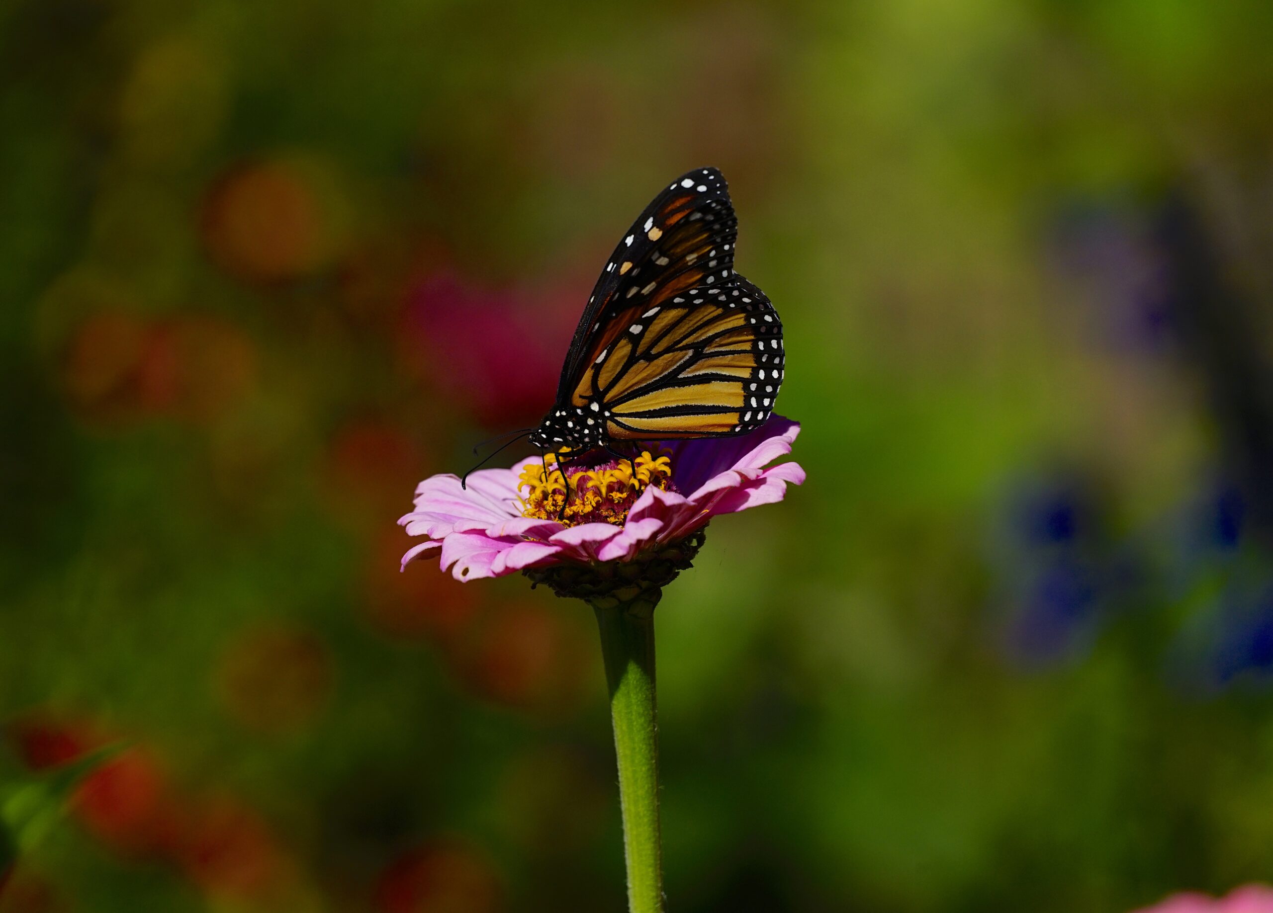 WESTERN MONARCH SNACKING ON ZINNIA