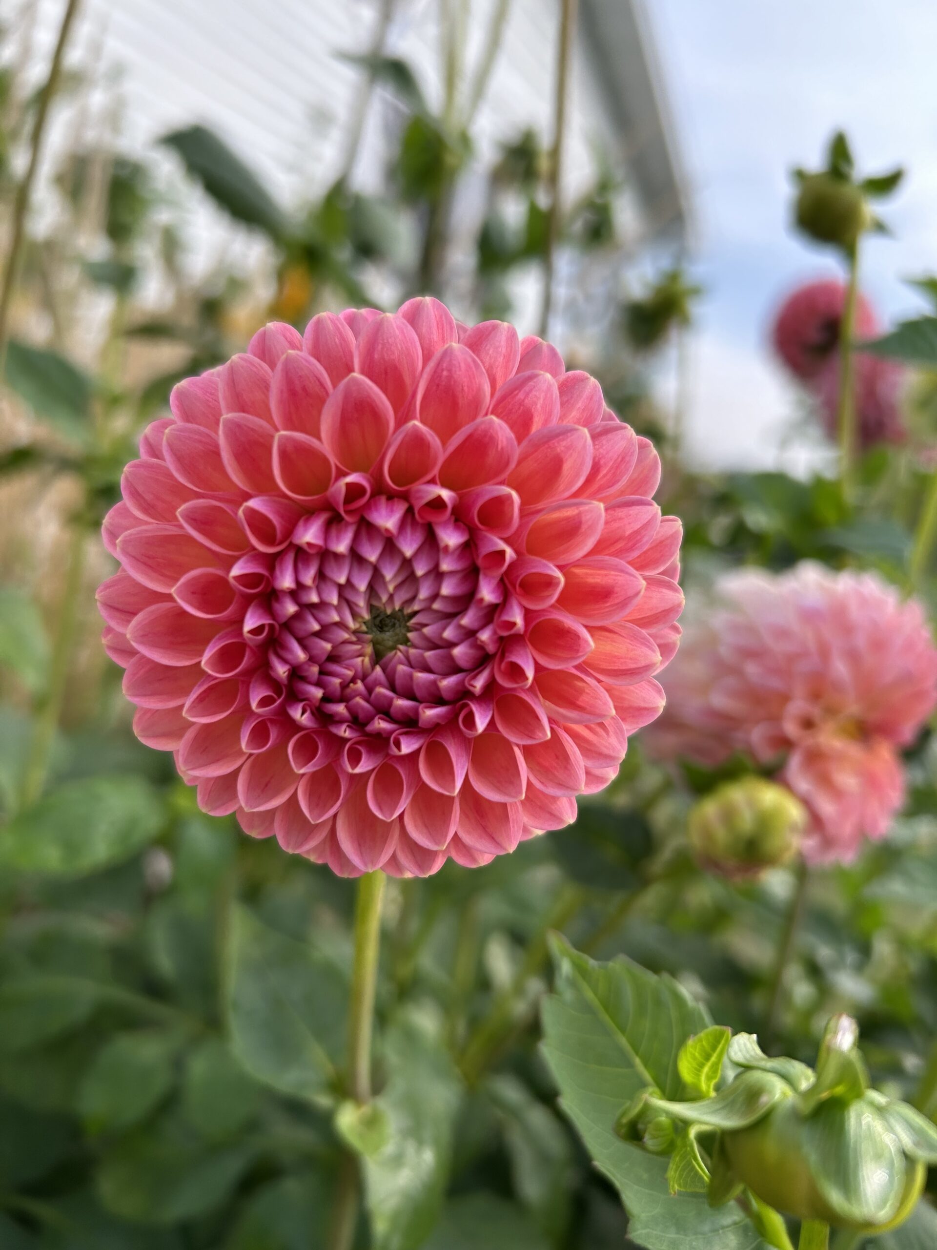 Linda’s Baby Dahlia