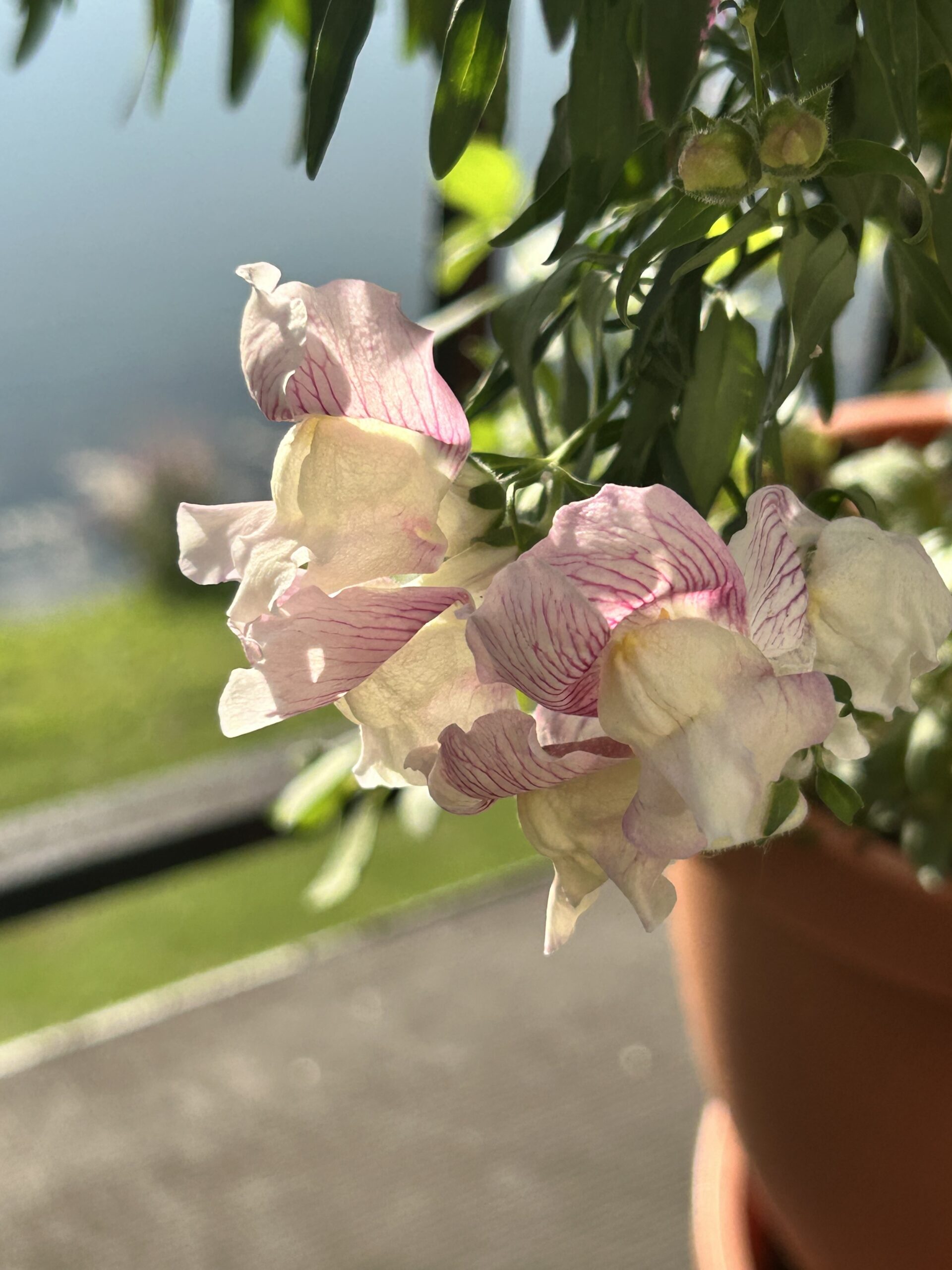 Regal Snapdragon Cluster