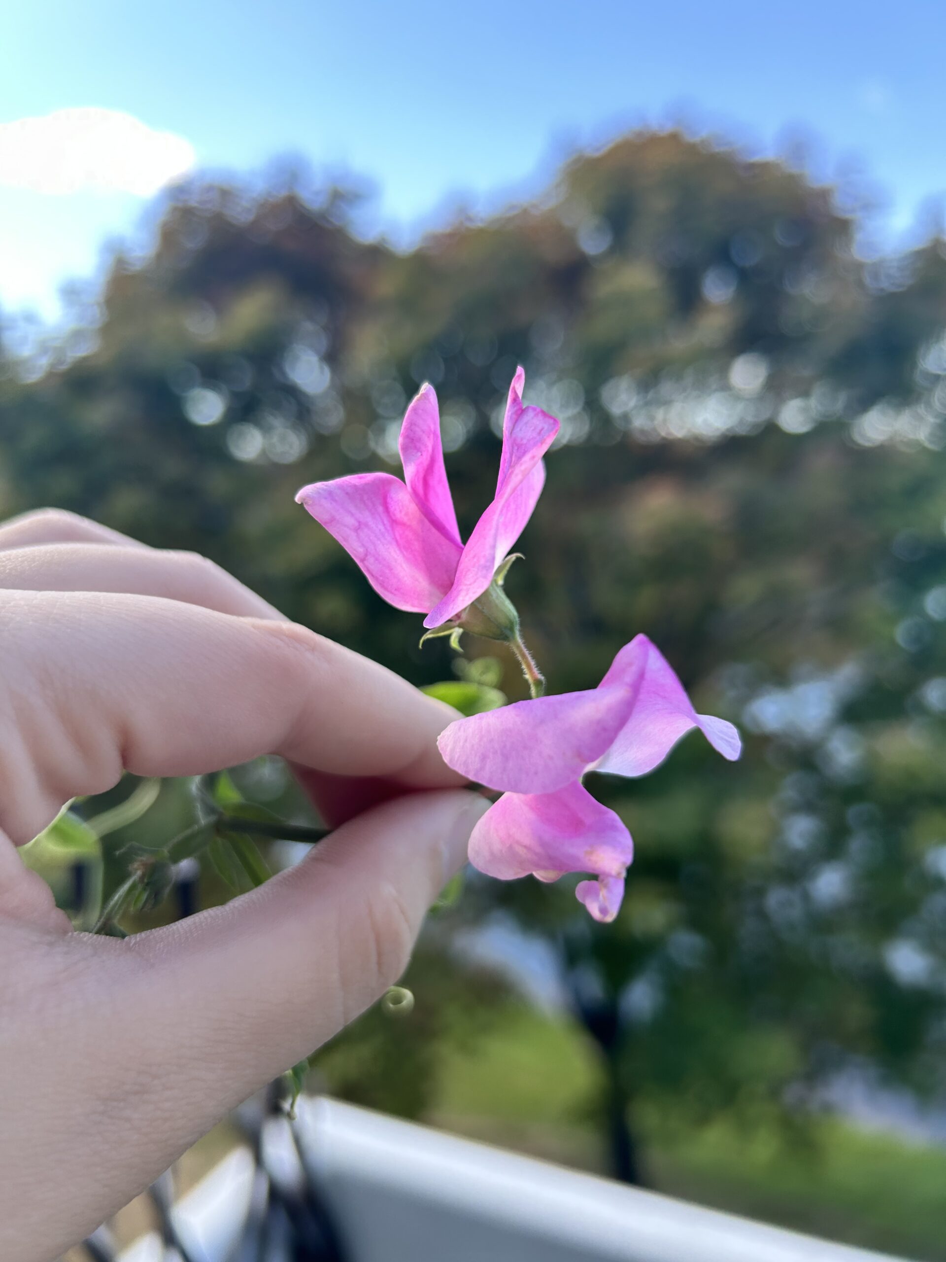 Late Season Bloom