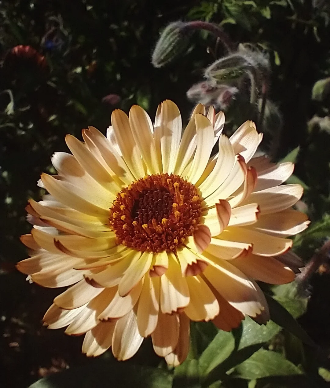 Calendula Glow