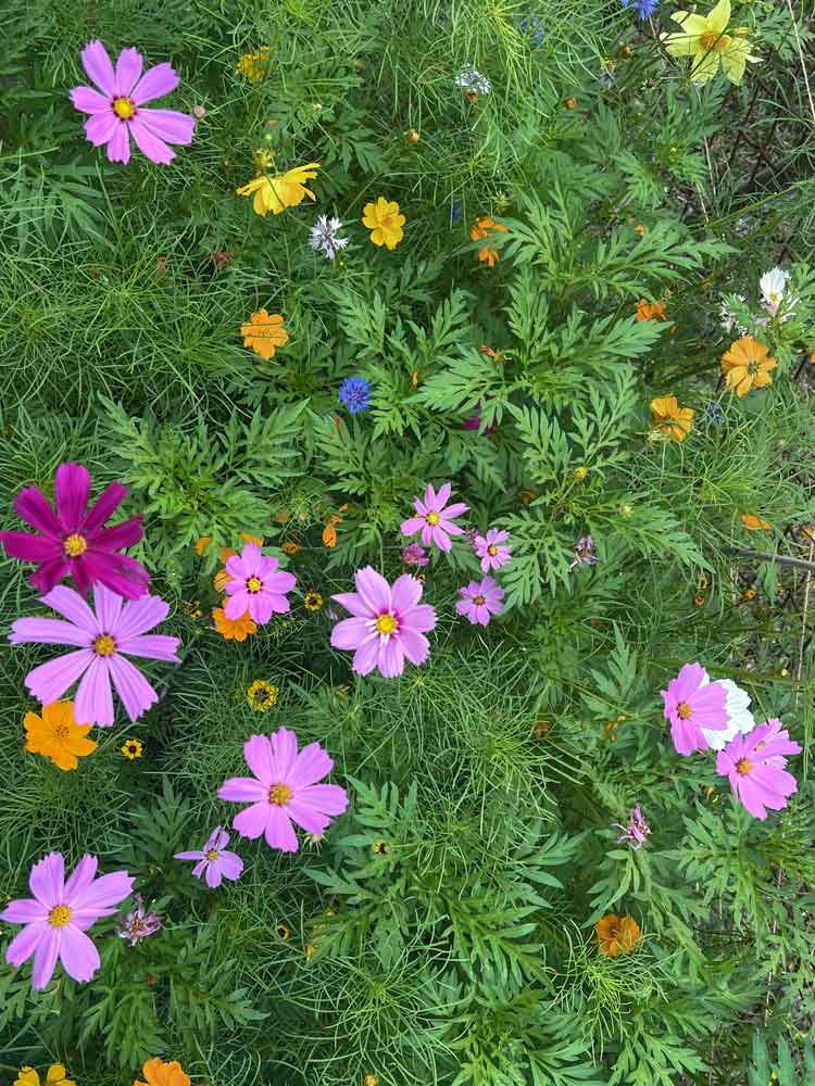 NYS Wildflower Blend! LI Zone 7