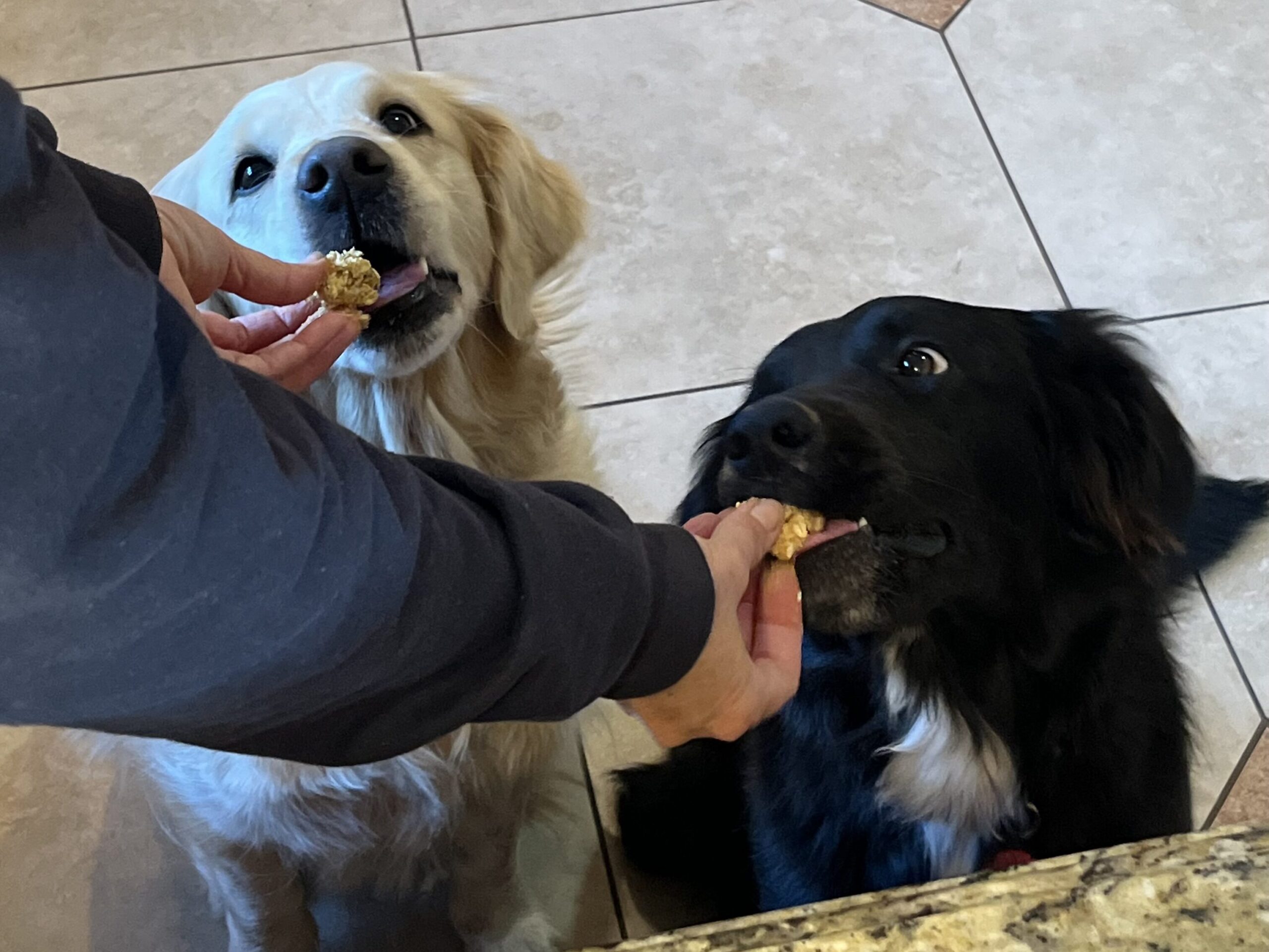 No Bake Pumpkin Oatmeal Dog Treats: A Garden-to-Bowl Delight