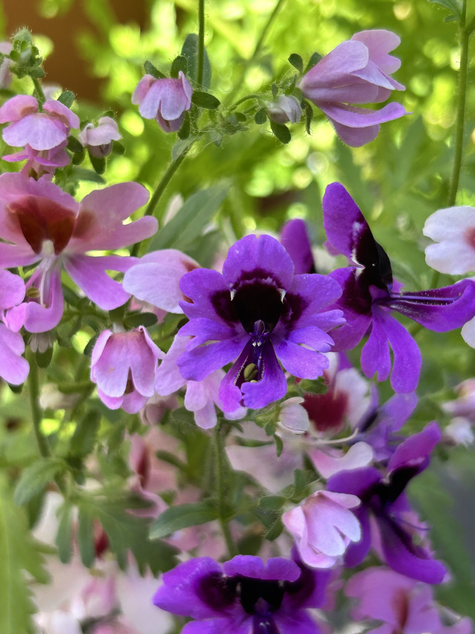 Baring Flower Fangs