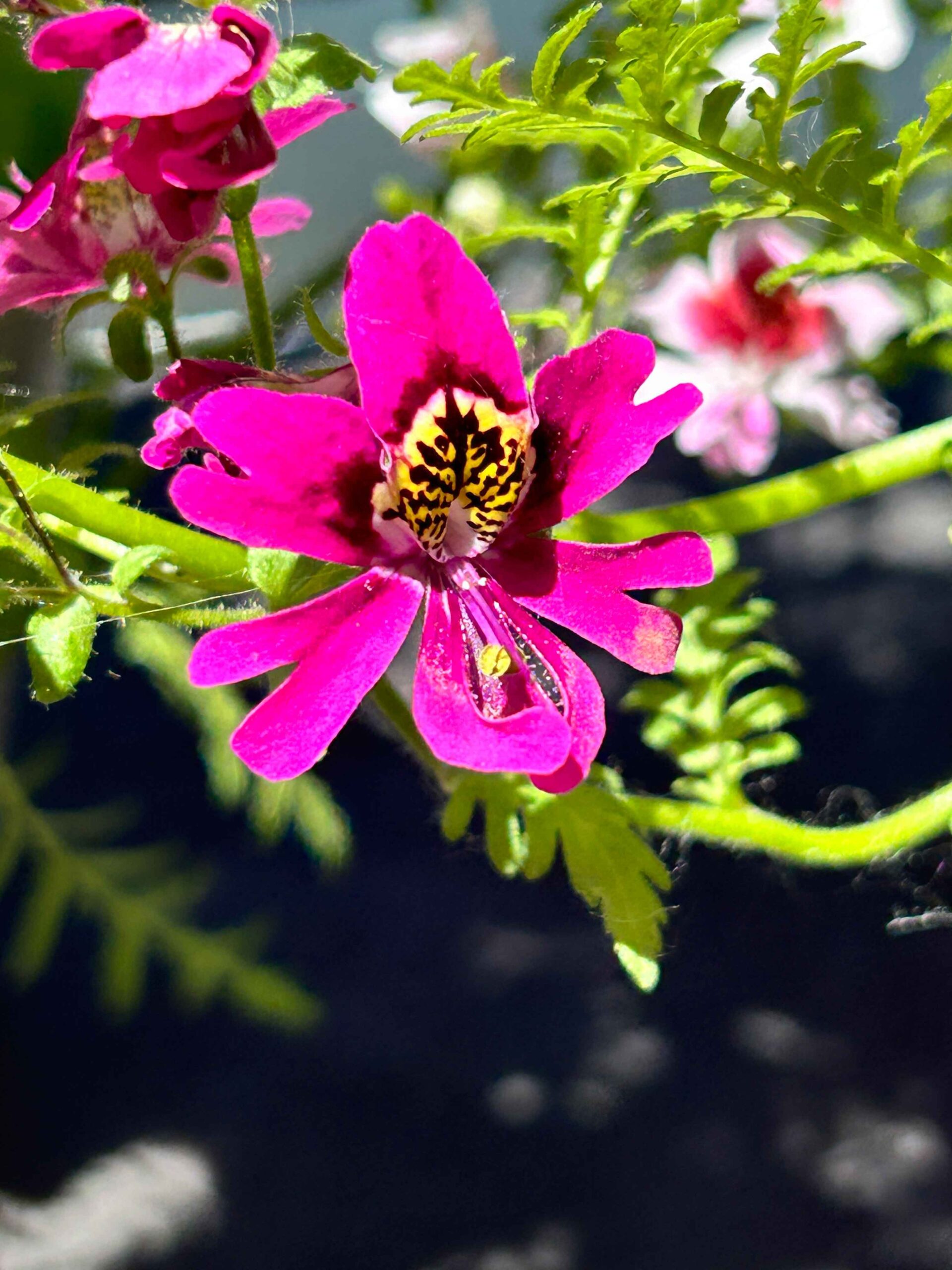 Striking Butterfly Flower