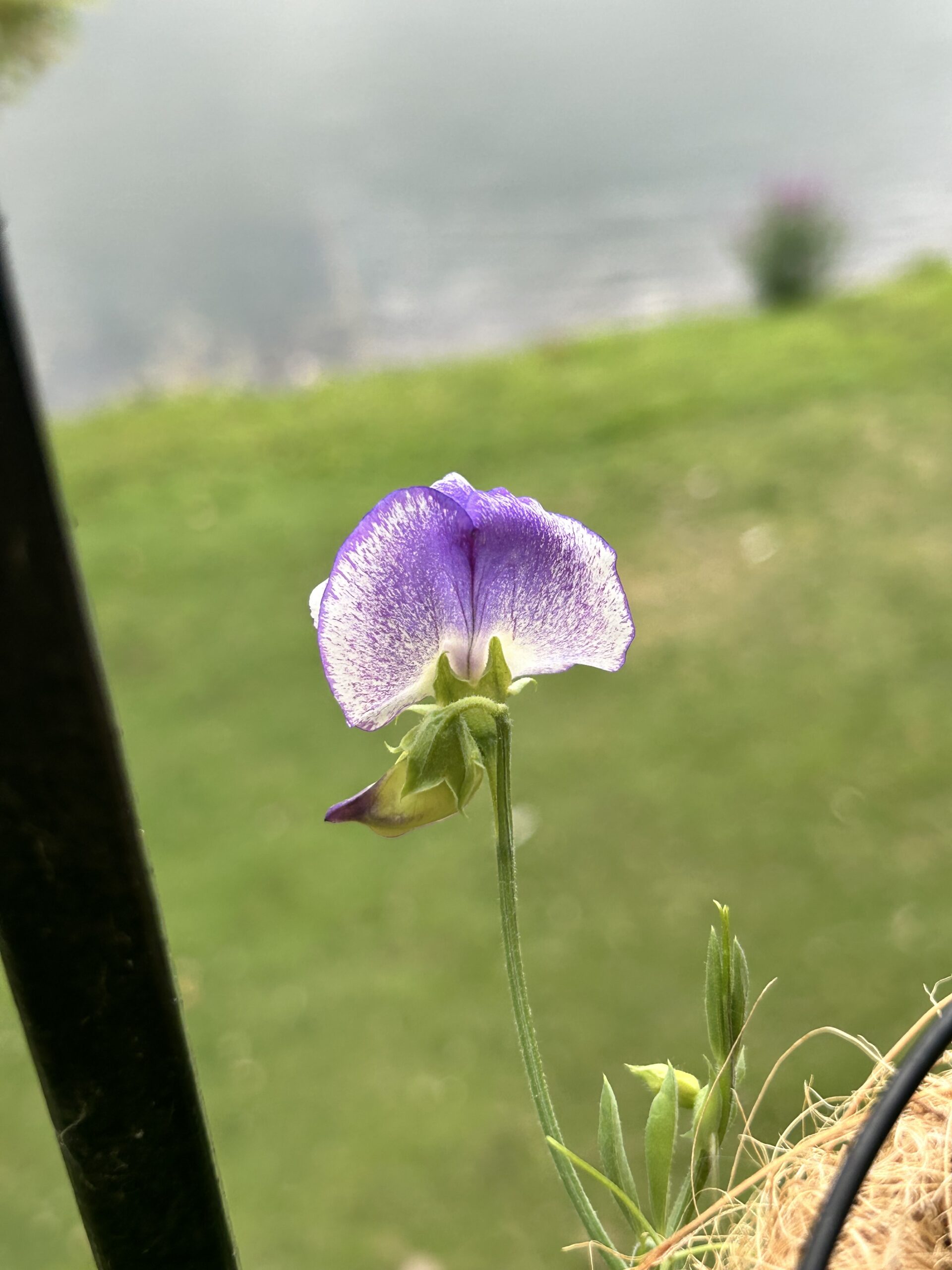 Purple Crayon Sweet Pea