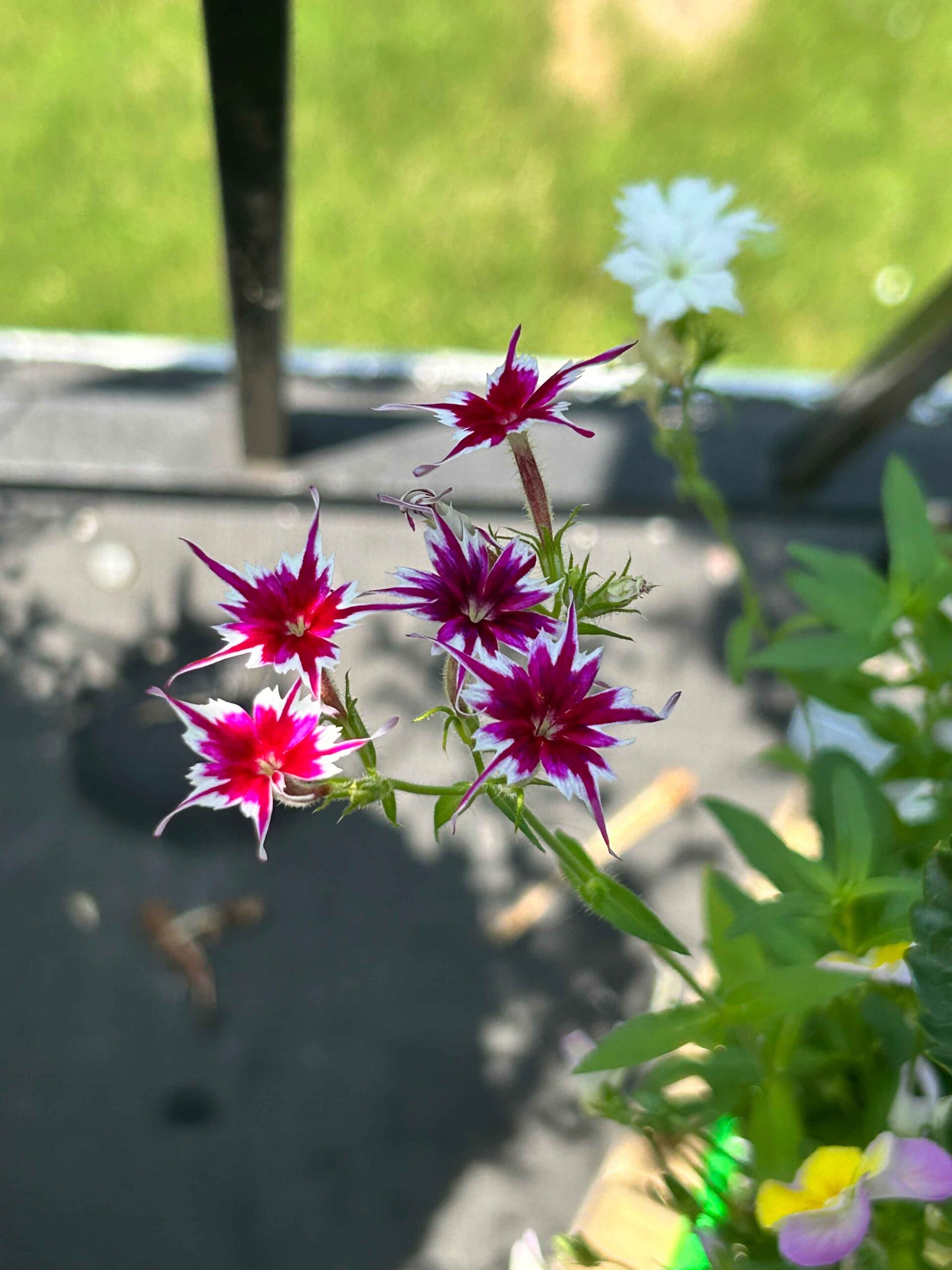 Dappled Light – Twinkle Phlox