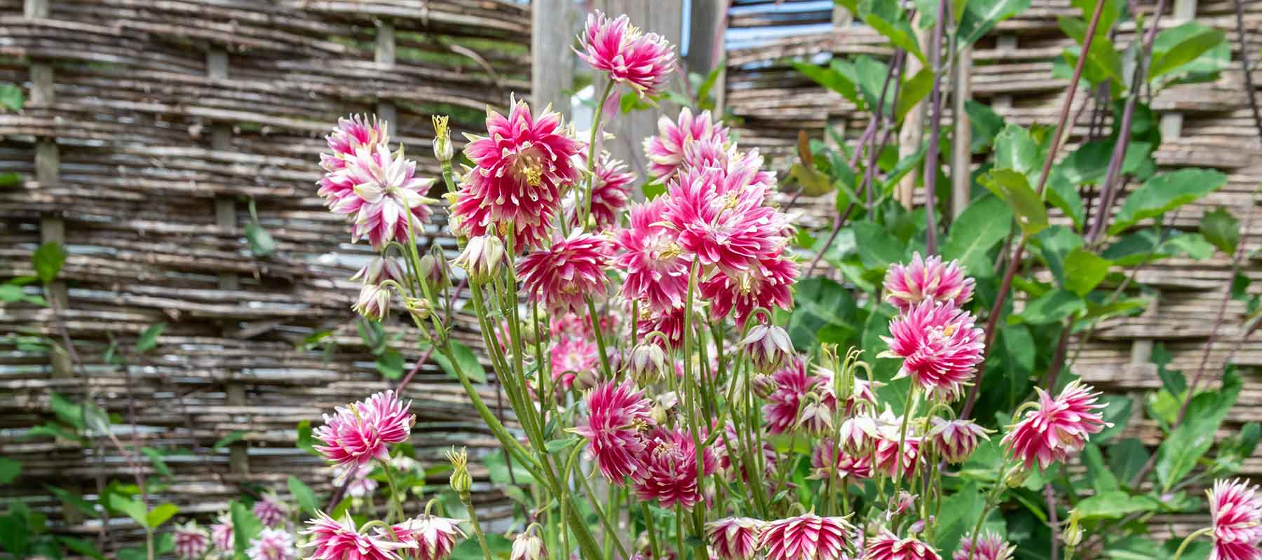 Columbine Roots