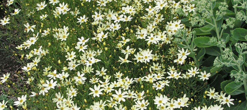 Columbine Roots Planting Guides Archive - Page 4 of 11 - Gardener's Toolkit - Eden Brothers