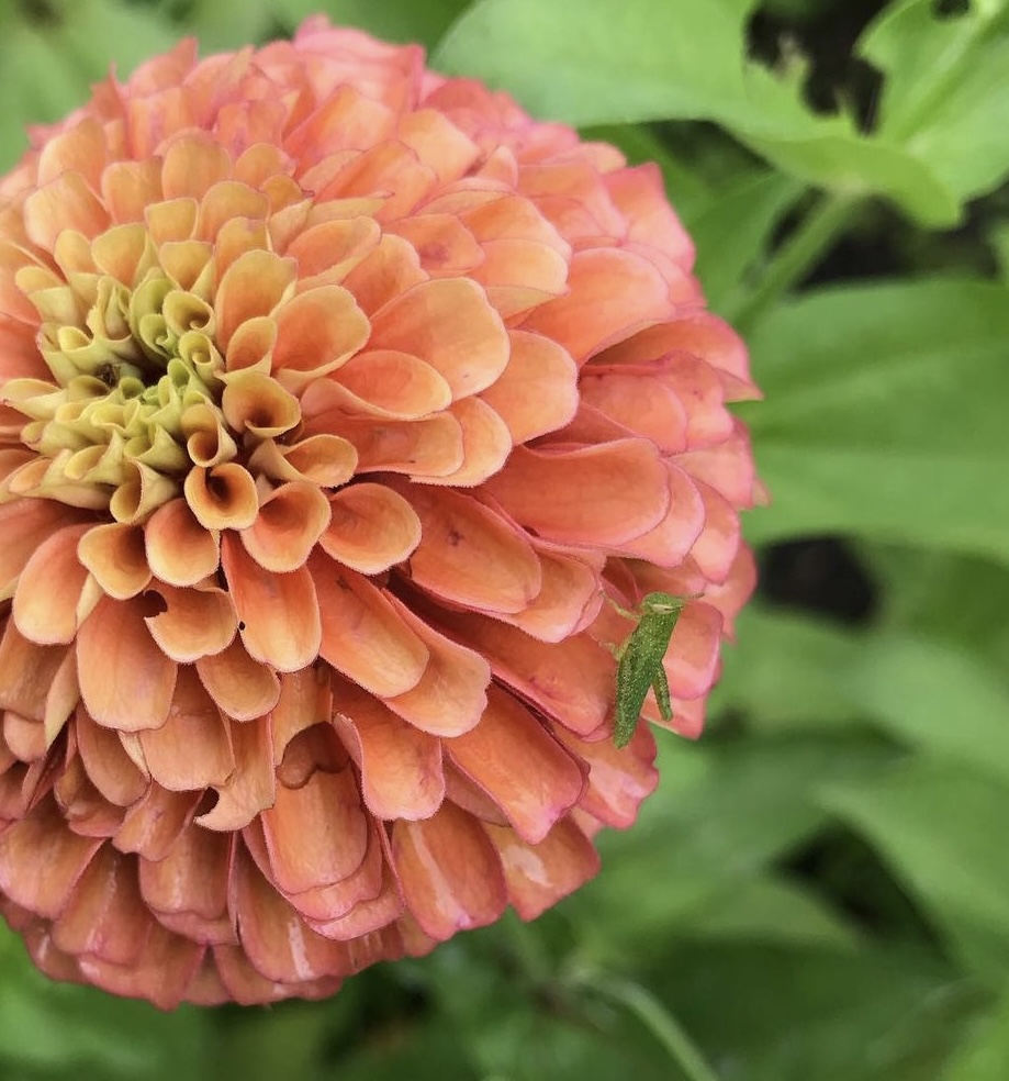 Zinnias grown from Eden Brothers seed