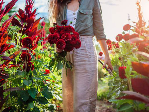 The Joys of Spring-Planted, Summer-Flowering Bulbs