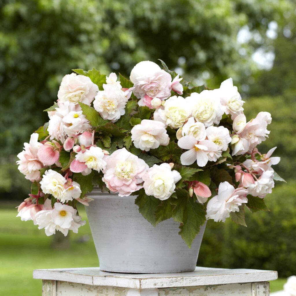 Soft white and pink begonia blooms in a white pot on a small table outdoors