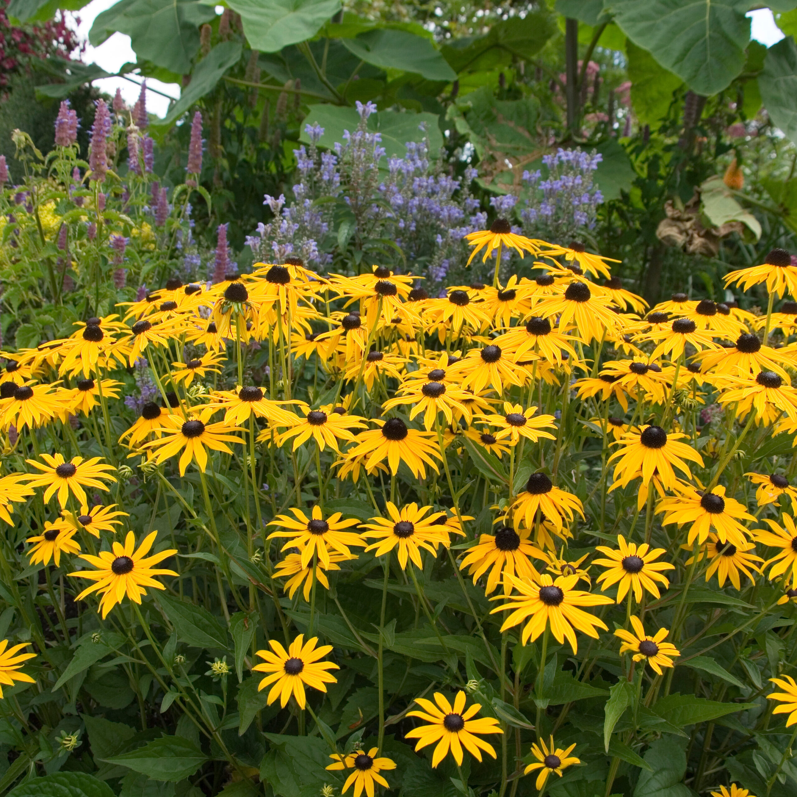 Black eyed susan flowers in the foreground with large green leaves and some red and purple flowers in background