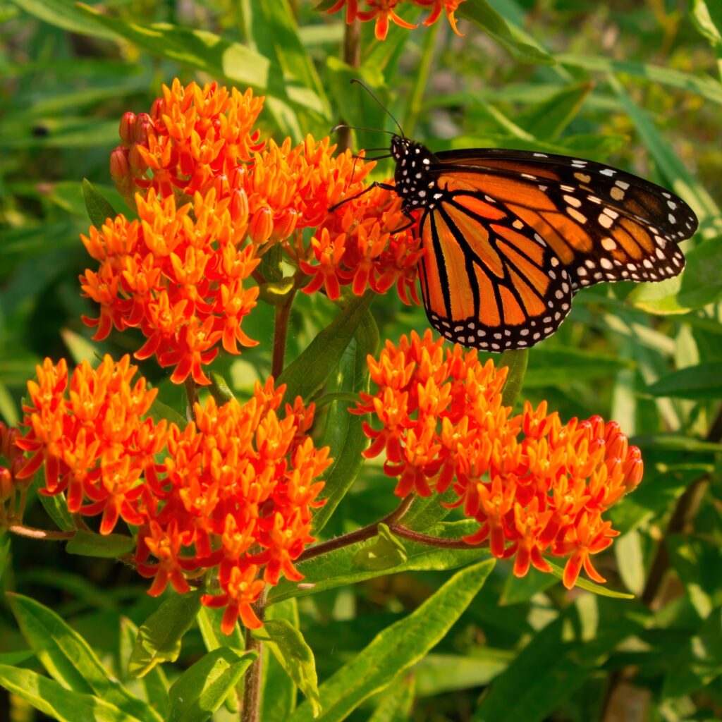 close up of bright orange clusters of flowers and green foliage with a monarch butterfly on it