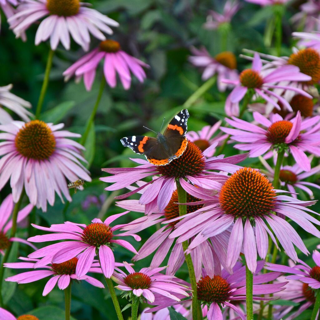 Close up of purple coneflowers iwht a orange black and white butterfly on one.