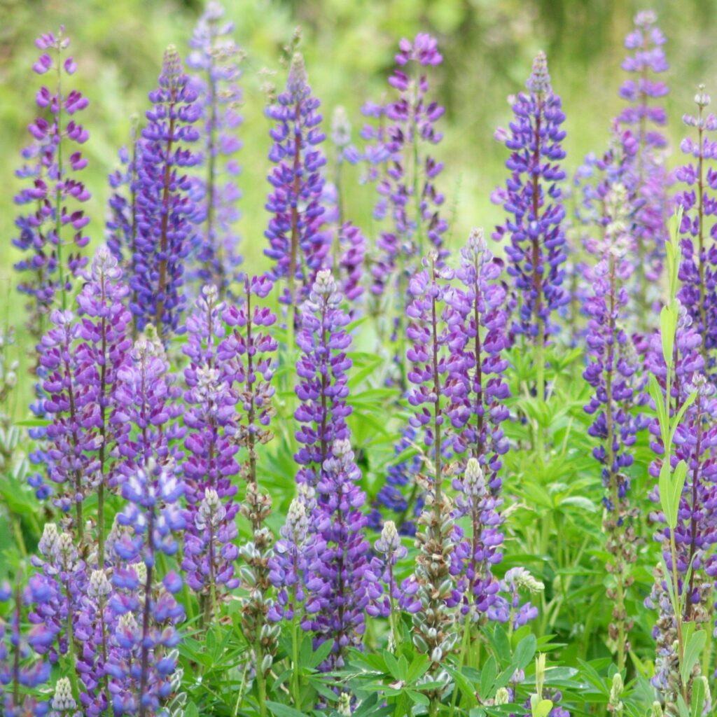 Tall stalks of purple lupine blooms with bright green leaves