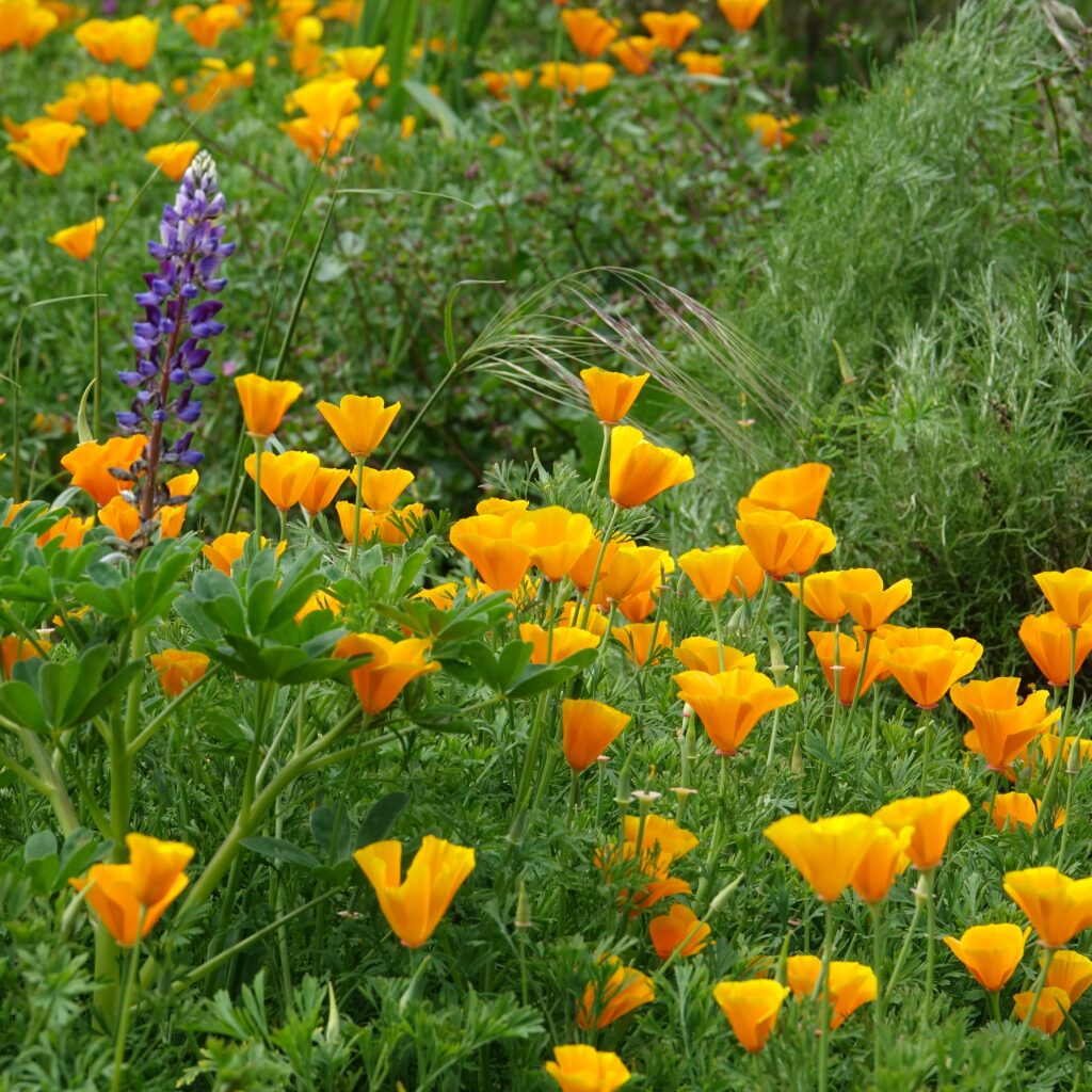 Bright orange poppy flowers surrounded by lush greenery